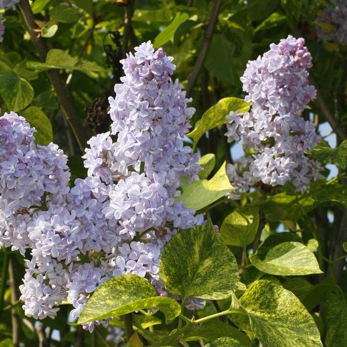 Liliac Vărgat Aucubaefolia (Syringa Vulgaris) - Arbust la ghiveci