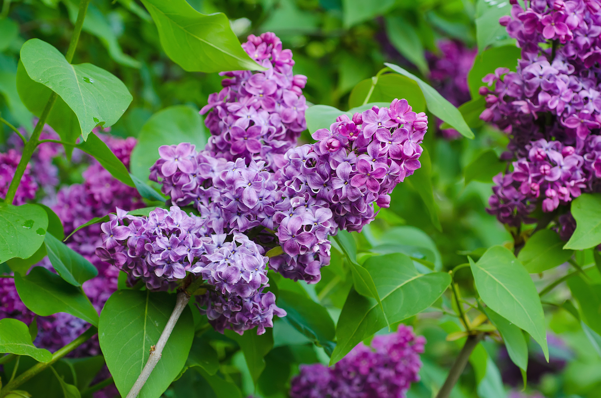 Liliac Mov Amethyst (Syringa Vulgaris) - Arbust parfumat la ghiveci