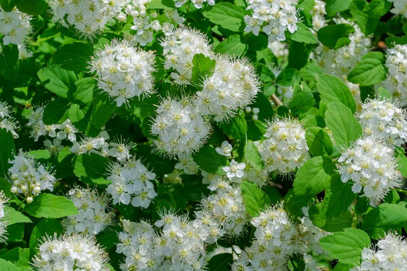 Cununiță Albă Spiraea Betulifolia - Arbust ornamental la ghiveci