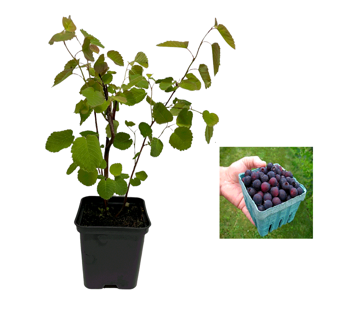 Afin Canadian Saskatoon Smokey (Amelanchier) - Butaș 2 ani 20-30 cm
