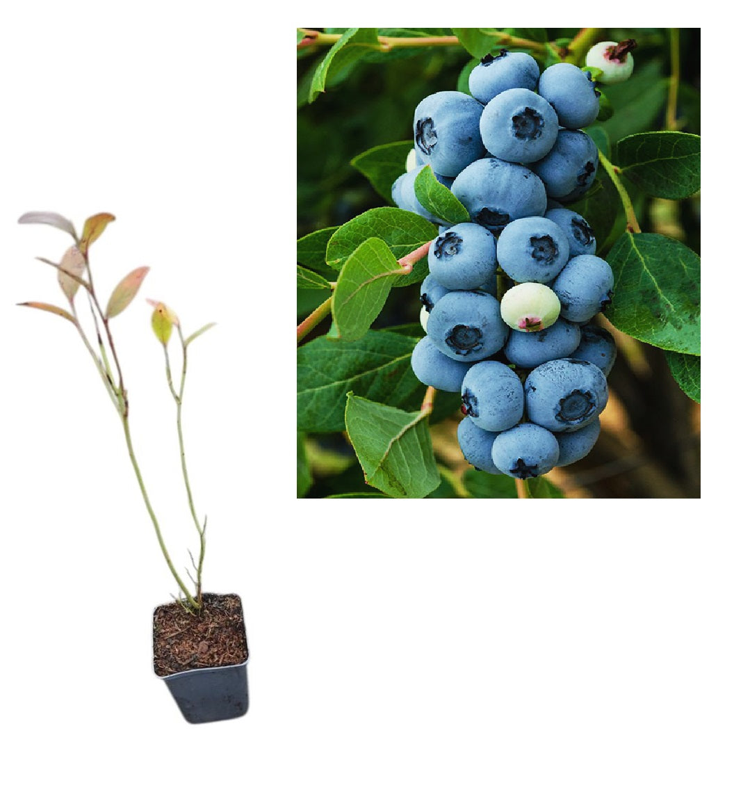 Afin de Cultură Legacy (Vaccinium Corymbosum) - Tufă 2 ani la ghiveci