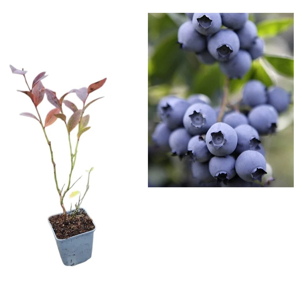Afin de Cultură Nelson (Vaccinium Corymbosum) - Tufă 2 ani la ghiveci