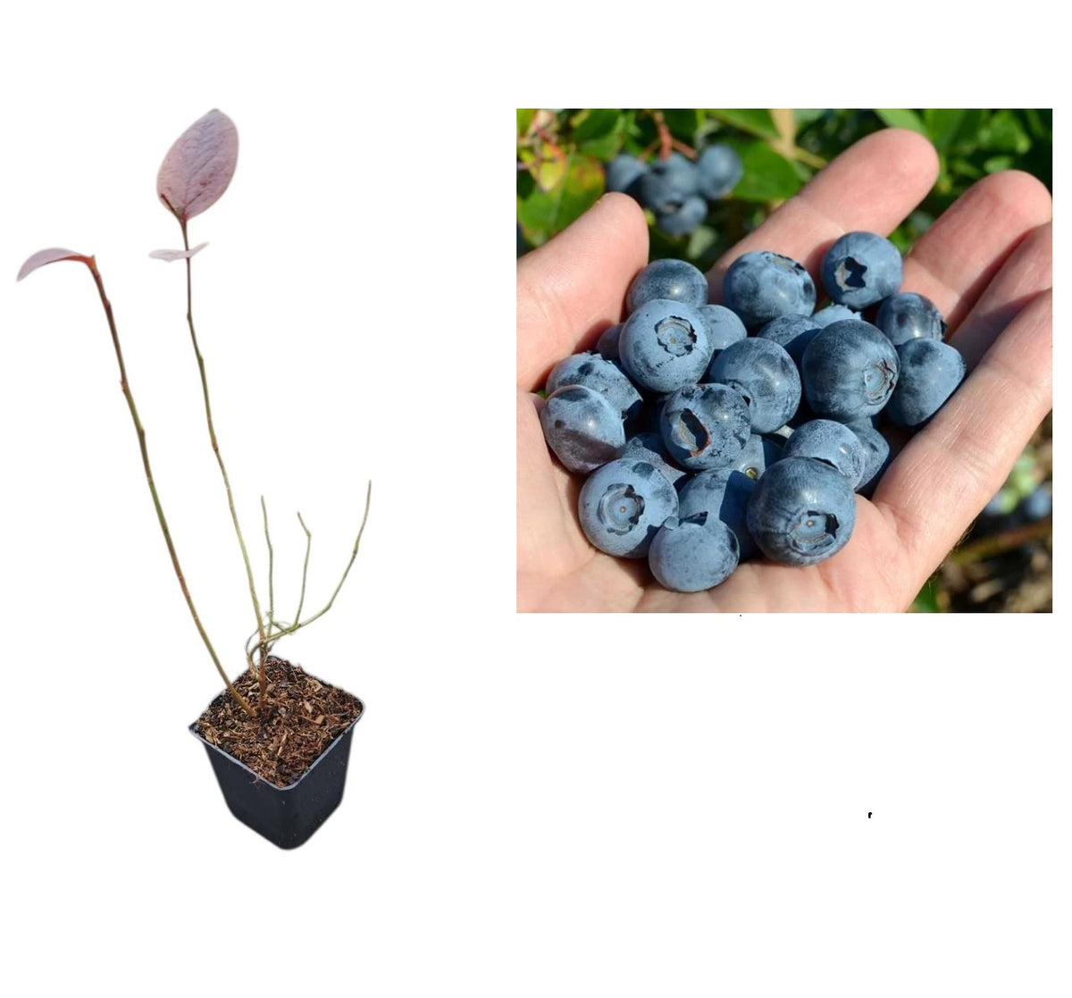 Afin de Cultură Spartan (Vaccinium Corymbosum) - Tufă 2 ani la ghiveci