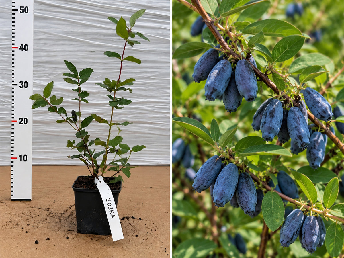 Afin Siberian Zojka (Lonicera Kamtschatica) - Butaș 20-30 cm