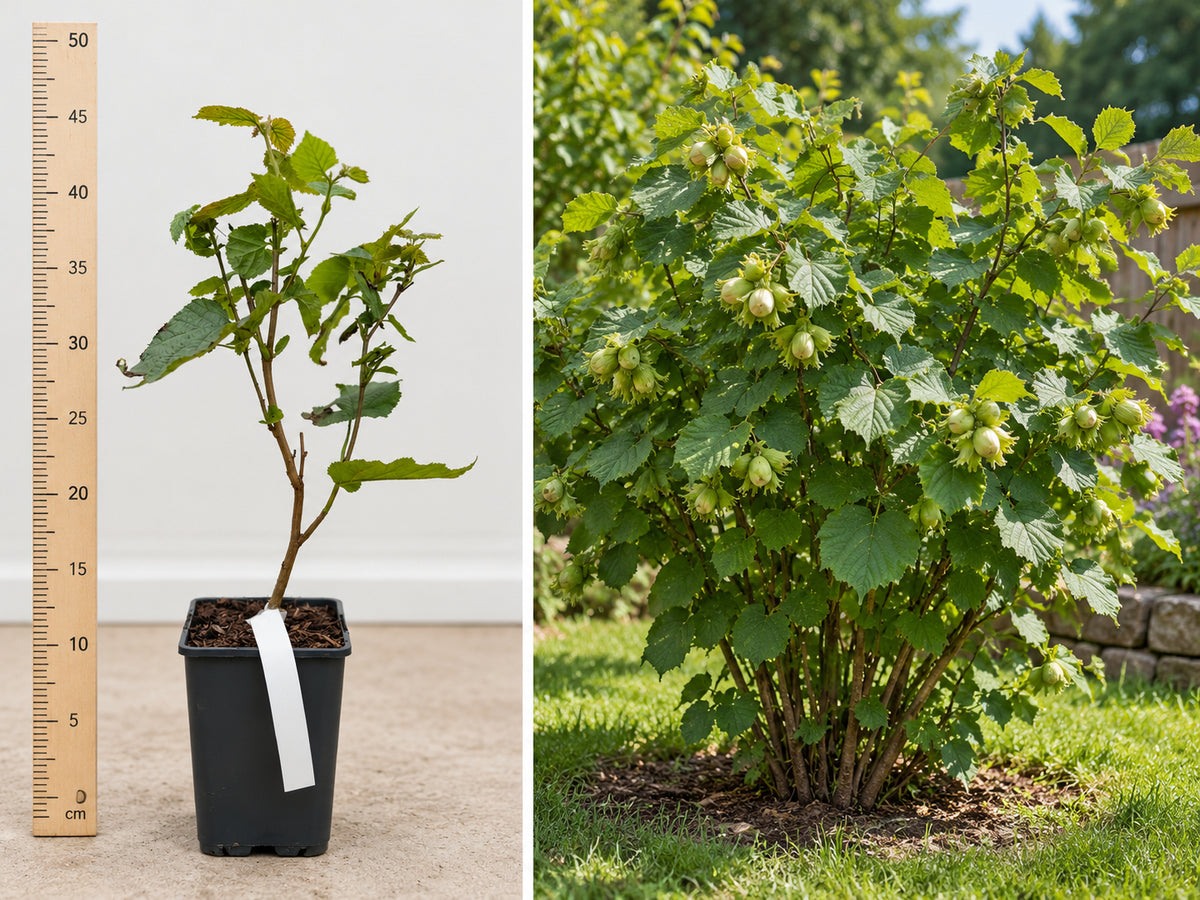 Alun Comun Fructifer (Corylus Avellana) - Puiet la ghiveci, 20-30 cm