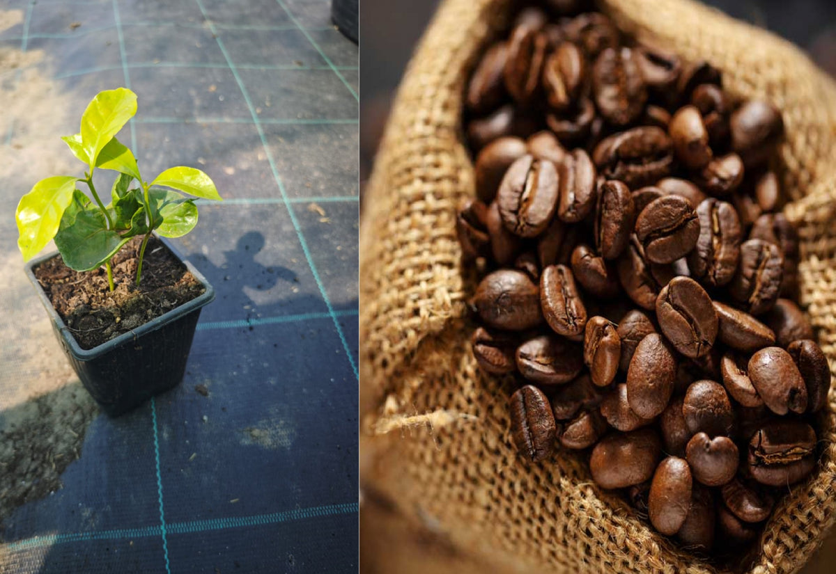 Arbore de Cafea Arabica (Coffea Arabica) - Plantă la ghiveci