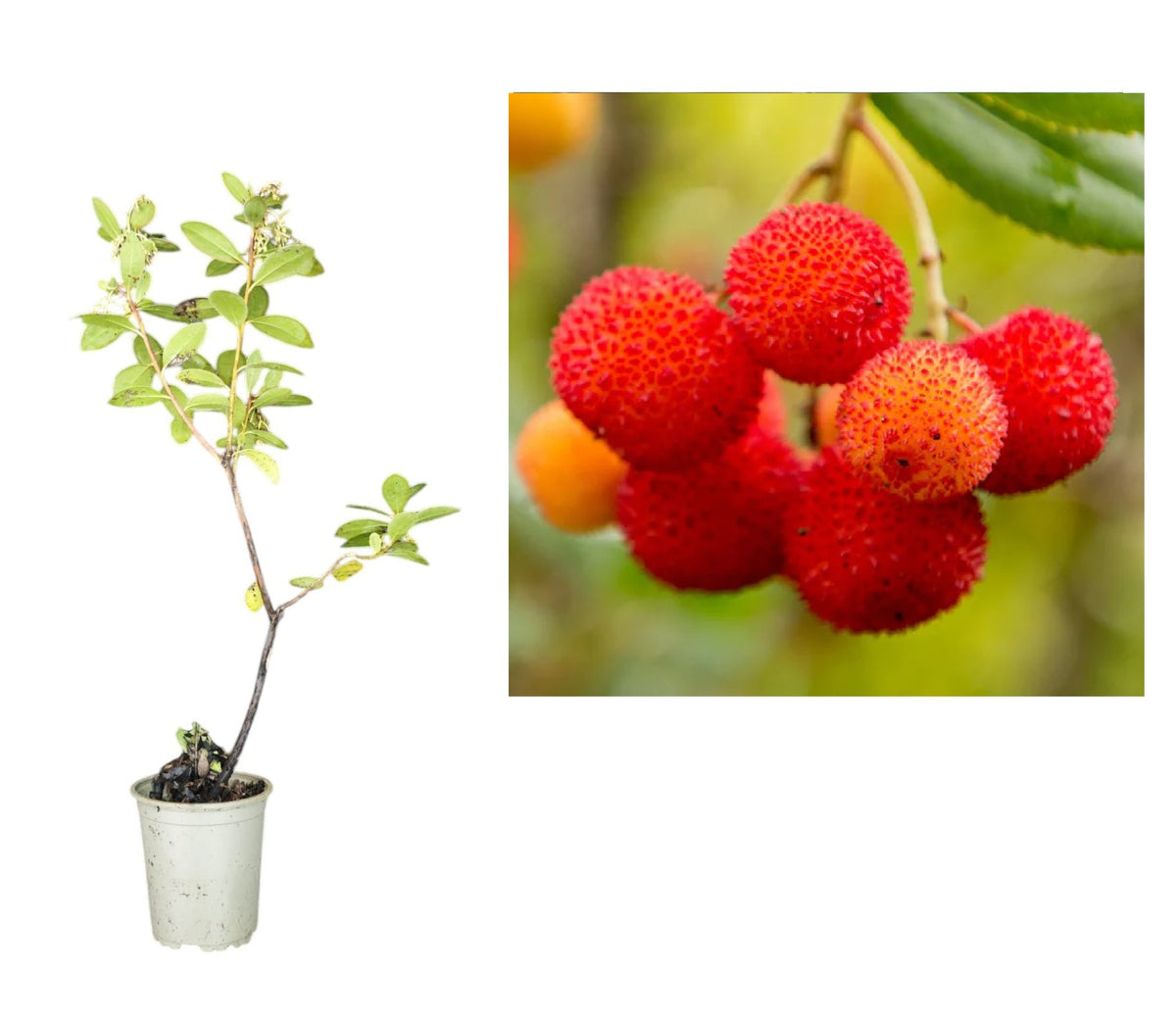 Arborele de Căpșuni Walter (Arbutus Unedo) - Butaș la ghiveci, 20-40 cm