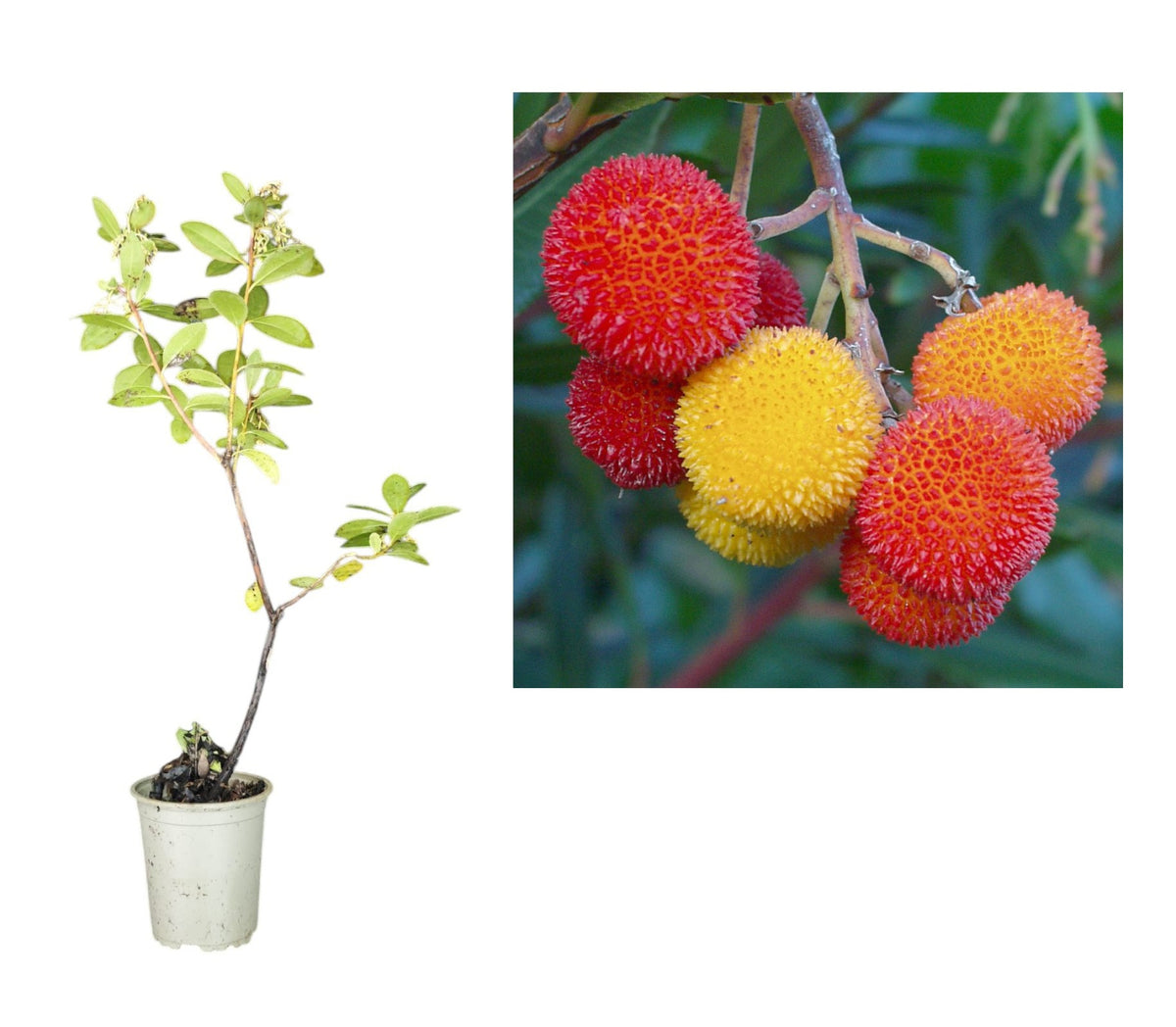 Arborele de Căpșuni Cobra (Arbutus Unedo) - Butaș 20-40 cm