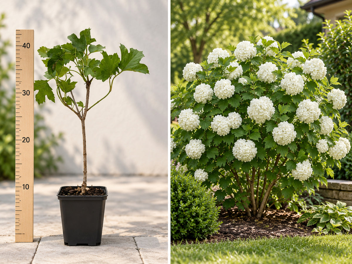 Călin Bulgăre de Zăpadă (Viburnum Opulus Roseum) - Puiet 20-40 cm