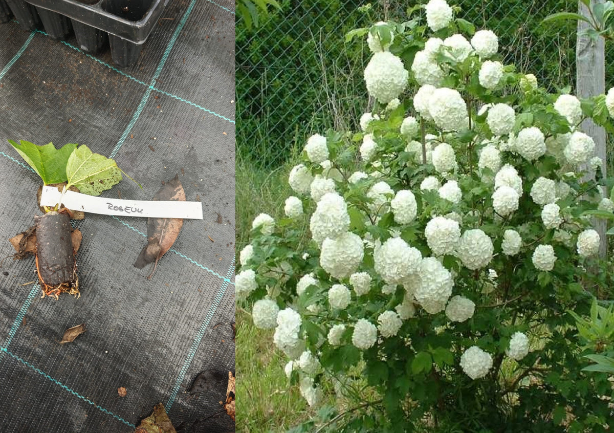 Călin Bulgăre de Zăpadă (Viburnum Opulus Roseum) - Butaș 5-10 cm