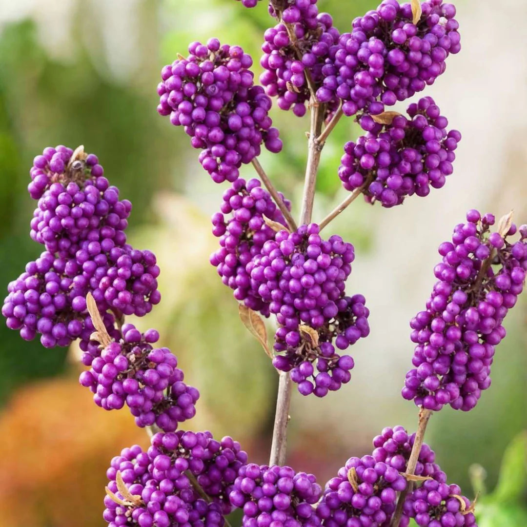 Arbustul cu Mărgele Mov (Callicarpa Bodinieri) - Butaș 5-10 cm
