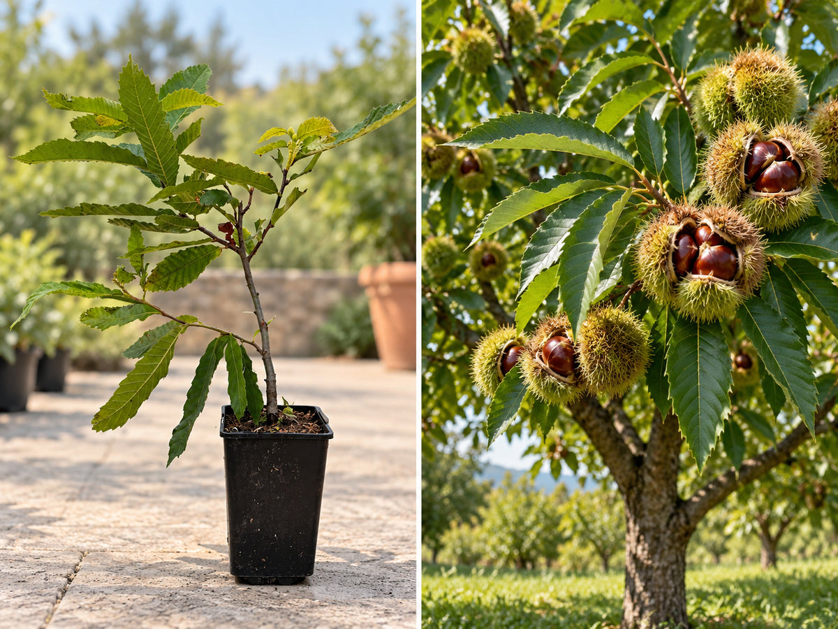 Castan Comestibil (Castanea Sativa) - Puiet la ghiveci, 20-40 cm