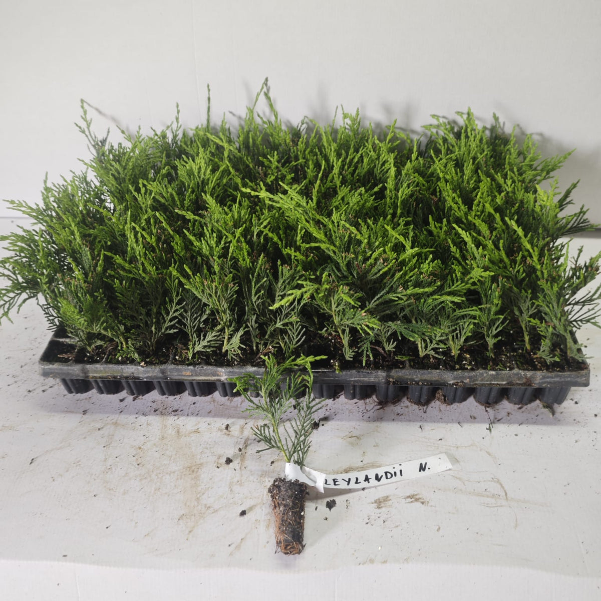 Chiparos Leylandii Gard Viu Verde - Butași 10-20 cm