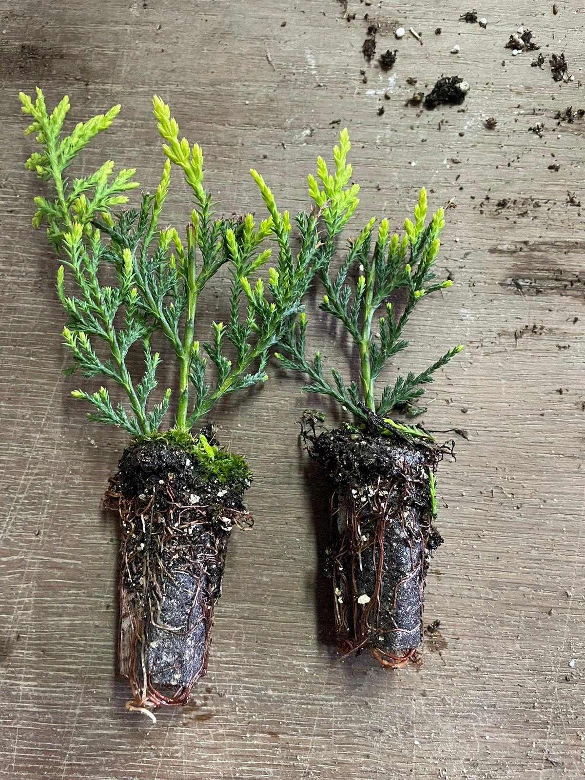 Chiparos Leylandii Gard Viu Verde Deschis - Butași 10-20 cm