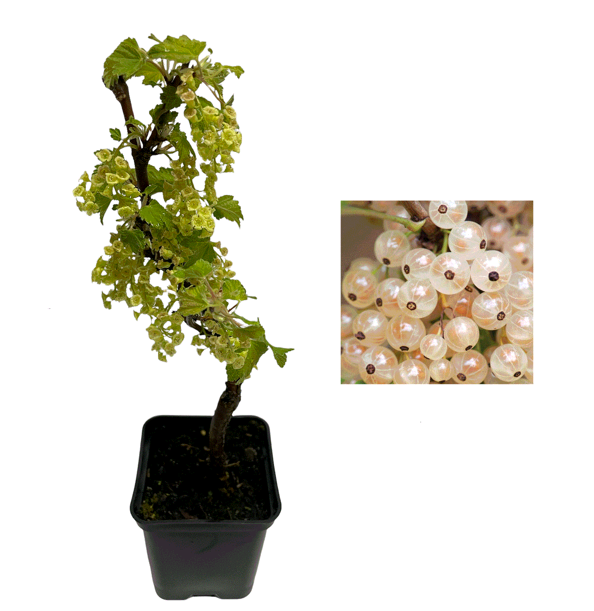 Coacăz Alb Juterbog (Ribes) - Butaș fructifer la ghiveci 10-20 cm