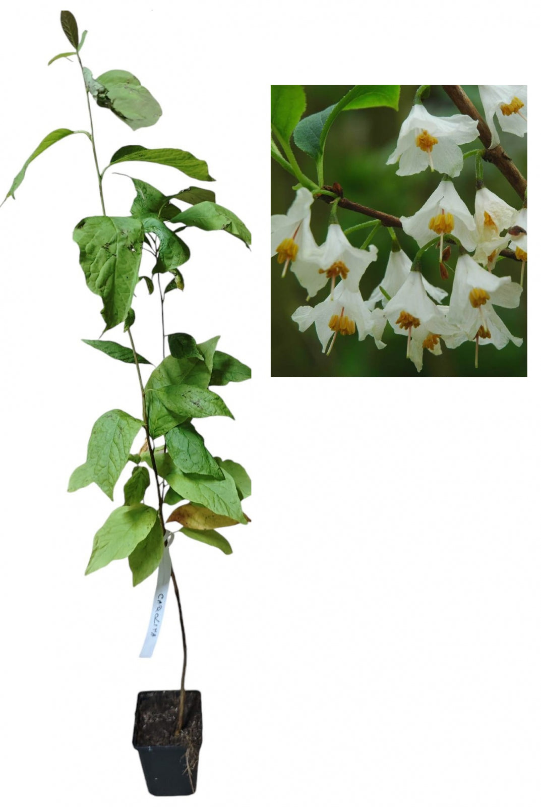 Copacul cu Clopoței / Ghiocei (Halesia Carolina) - Puiet ornamental la ghiveci