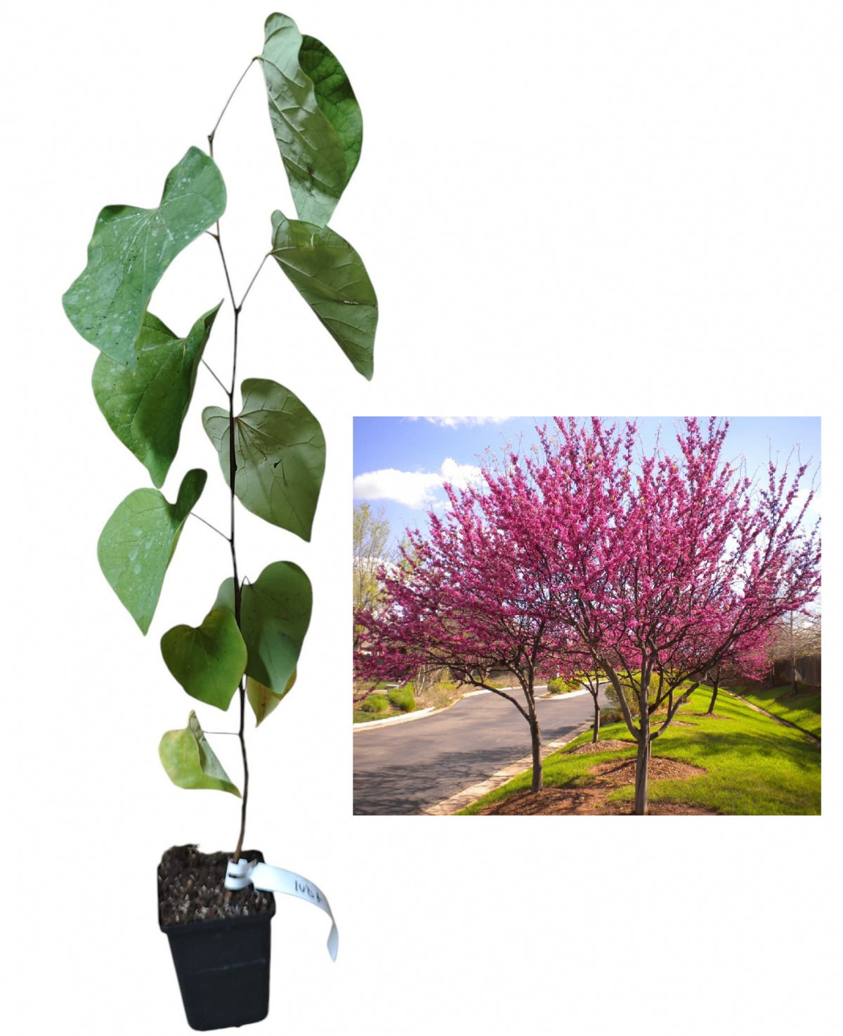 Copacul lui Iuda Cercis Canadensis - Puiet ornamental la ghiveci 20-30 cm