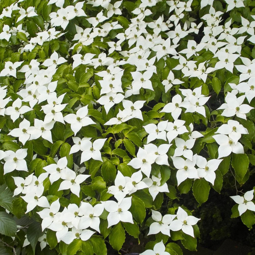 Corn Chinezesc (Cornus Kousa var. Chinensis) - Puiet la ghiveci, 30-50 cm