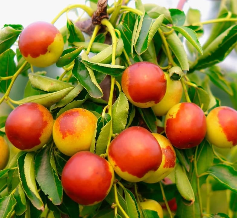 Curmal Chinezesc Dong Autofertil (Ziziphus Jujuba) - Puiet 10-20 cm