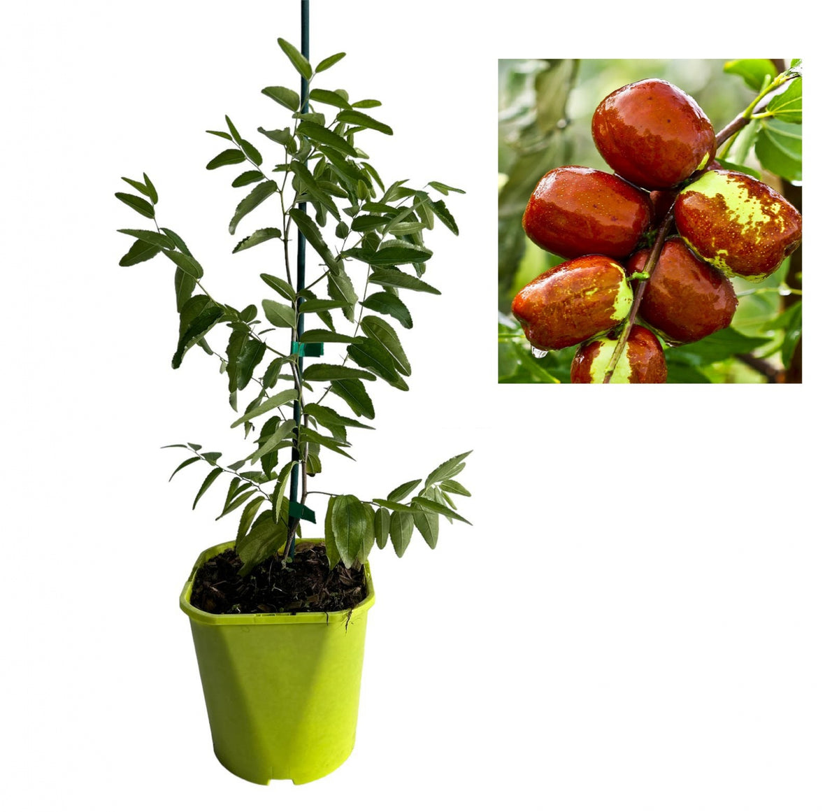 Curmal Chinezesc Dongzao (Ziziphus Jujuba) - Puiet 20-40 cm