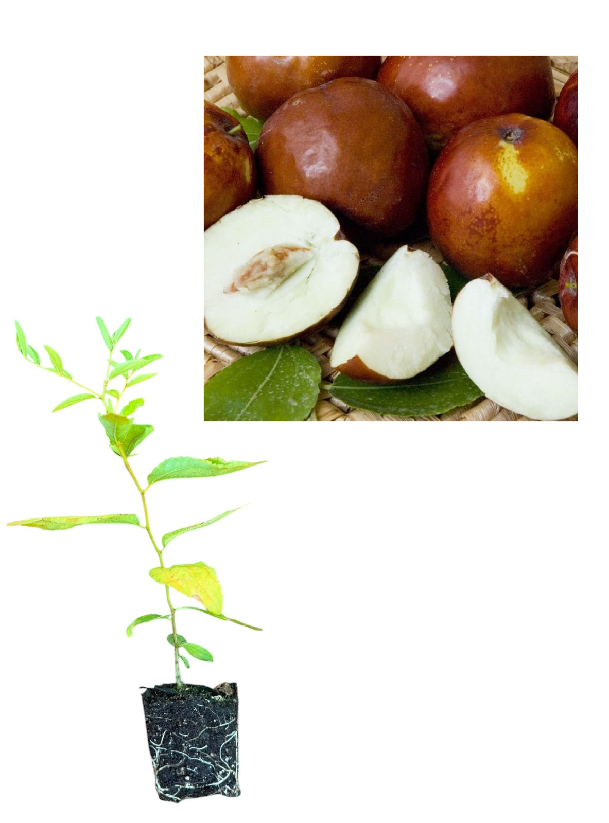 Curmal Chinezesc Li Autofertil (Ziziphus Jujuba) - Puiet 10-20 cm