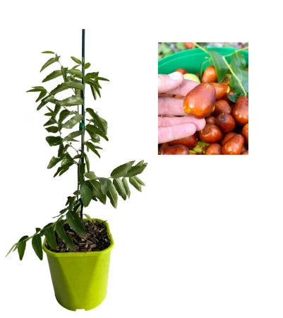Curmal Chinezesc Li (Ziziphus Jujuba) - Puiet fructifer, 30-40 cm