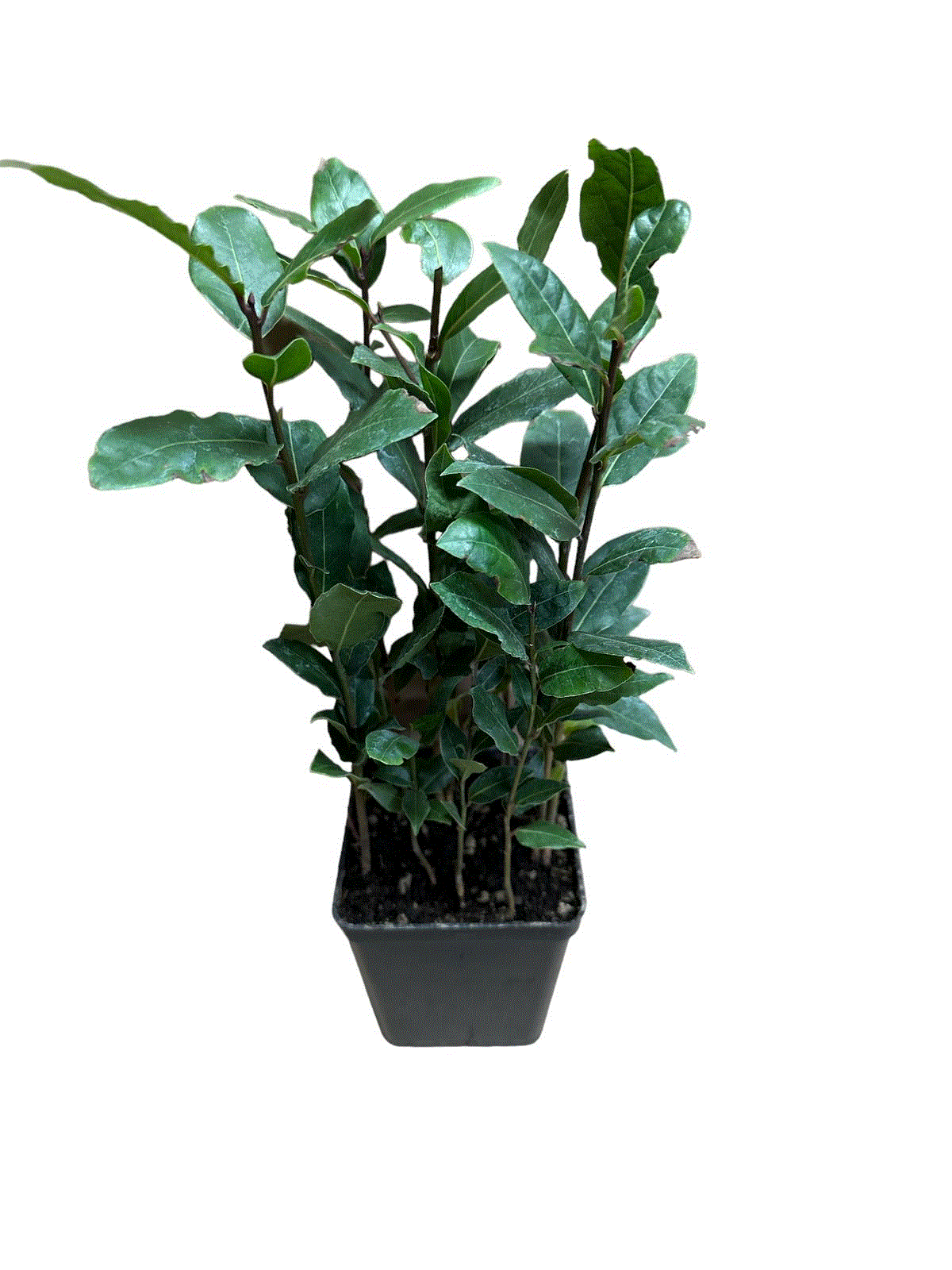 Dafin Comestibil (Laurus Nobilis) - Tufă aromatică, 30-50 cm
