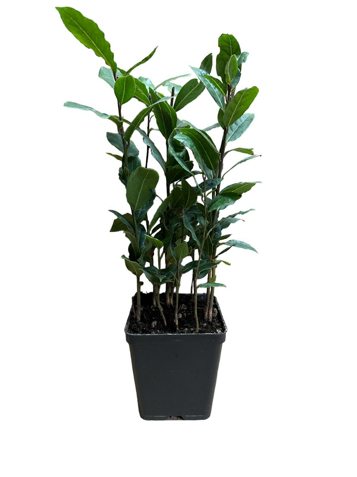 Dafin Comestibil (Laurus Nobilis) - Tufă aromatică, 30-50 cm
