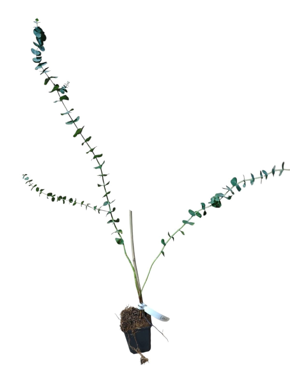 Eucalipt Baby Blue (Eucalyptus Pulverulenta) - Puiet la ghiveci, 30-50 cm