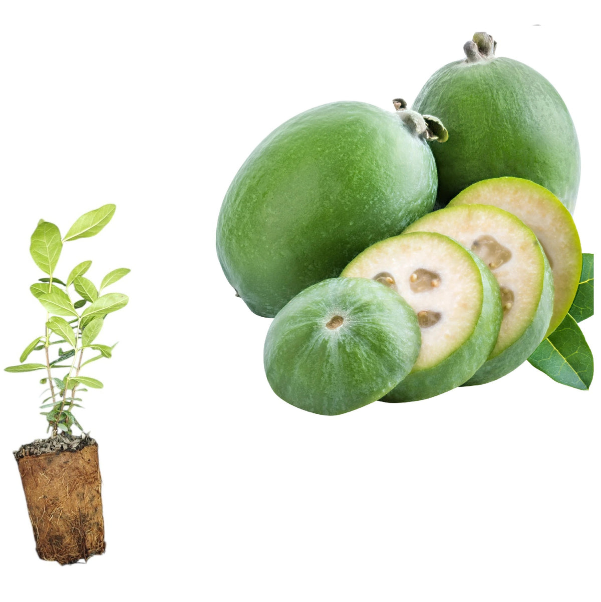 Feijoa Ananas Guava (Acca Sellowiana) - Butaș exotic, 20-40 cm