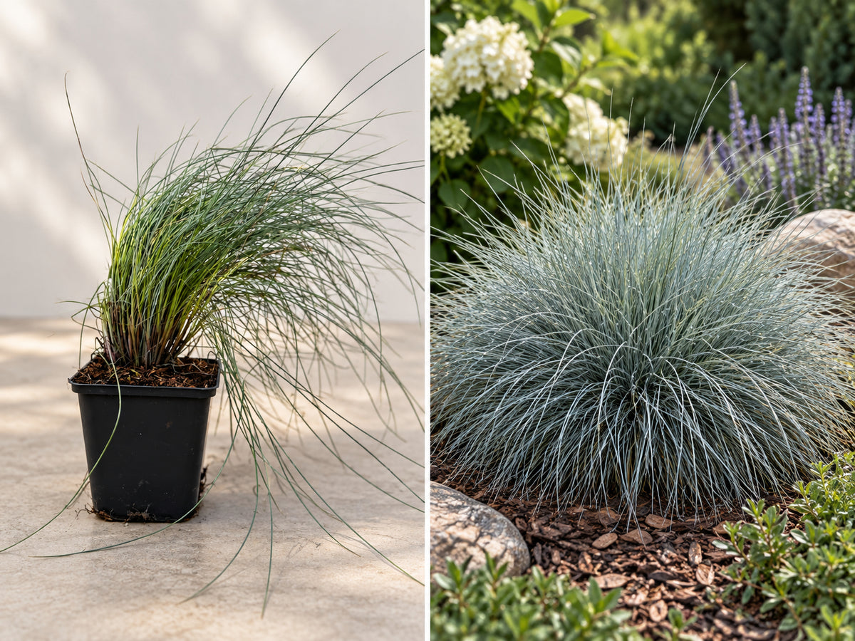 Iarbă Albastră Elijah Blue (Festuca Glauca) - Tufă la ghiveci, 20-40 cm