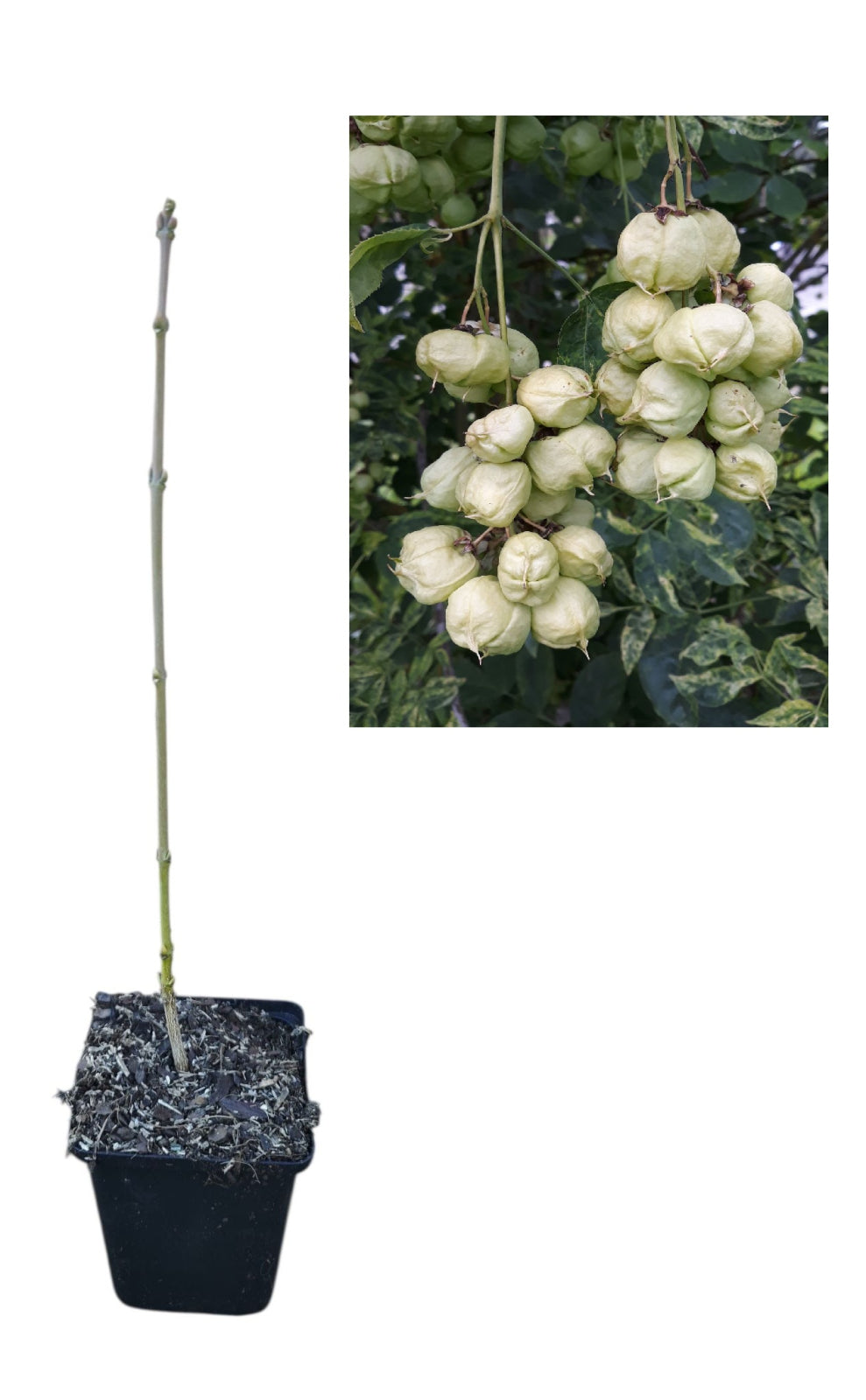 Fistic Sălbatic / Nucșoară (Staphylea Pinnata) - Arbust 20-40 cm