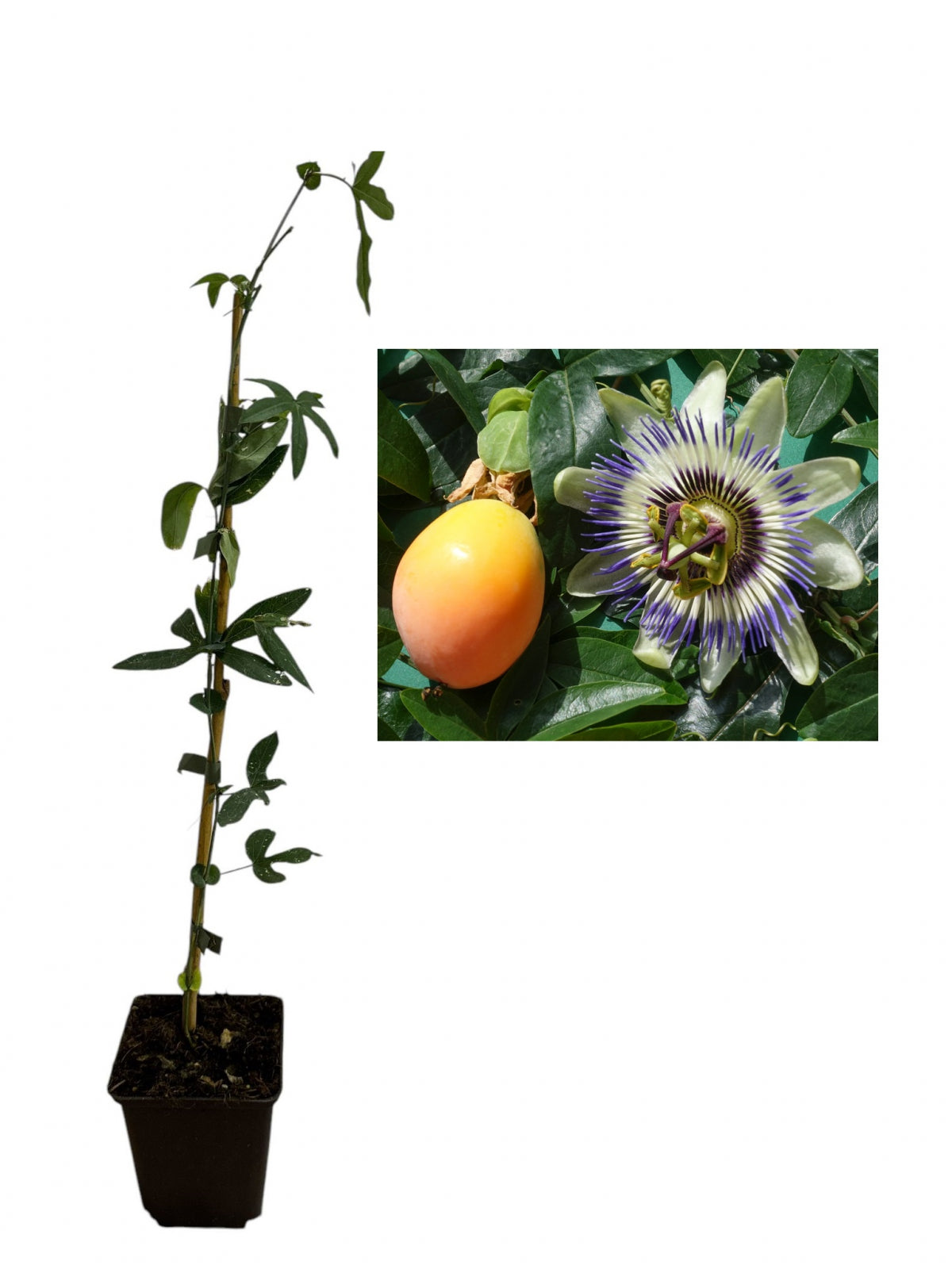 Floarea Pasiunii Passiflora Caerulea - Liană cățărătoare, 60-80 cm