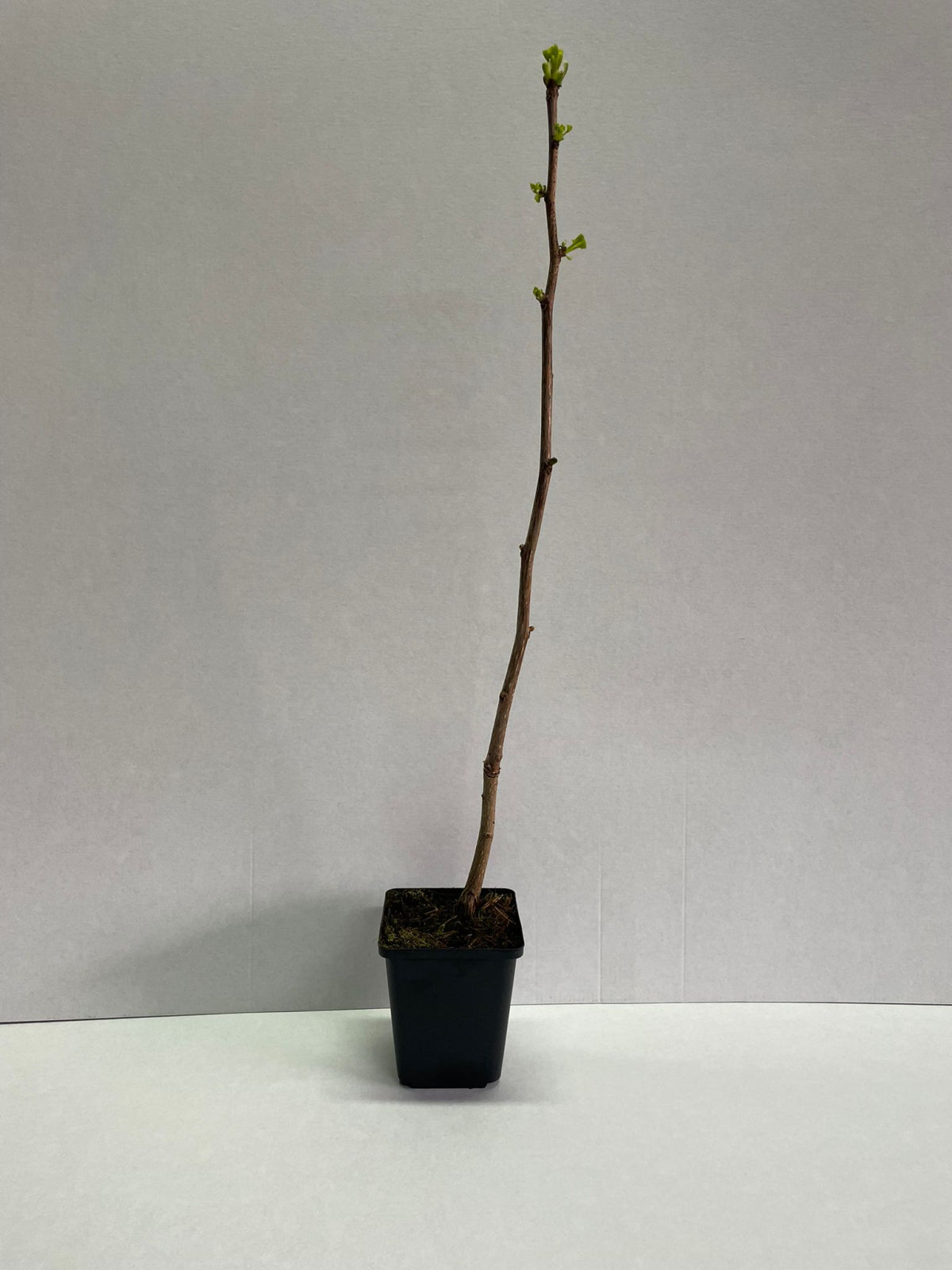 Ginkgo Biloba Arborele Pagodelor - Puiet la ghiveci, 30-40 cm