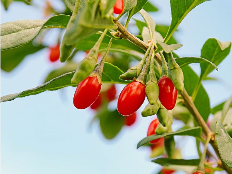 Goji Chinezesc New Big (Lycium Barbarum) - Butaș la ghiveci 20-40 cm