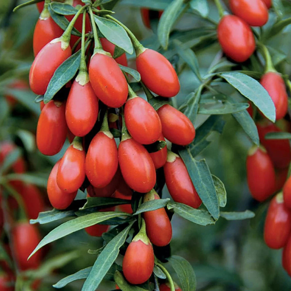 Goji Tibetan (Lycium Barbarum) - Butaș fructifer la ghiveci, 5-10 cm
