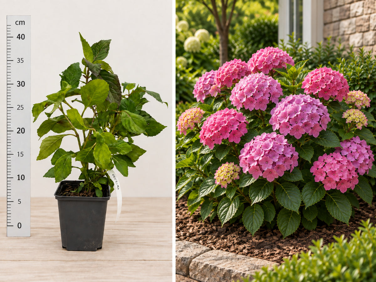 Hortensie Serrata Preziosa Roz-Purpuriu - Butaș ghiveci, 20-30 cm