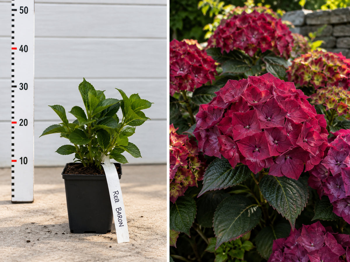 Hortensie Roșie Red Baron (Macrophylla) - Butaș ghiveci, 10-20 cm