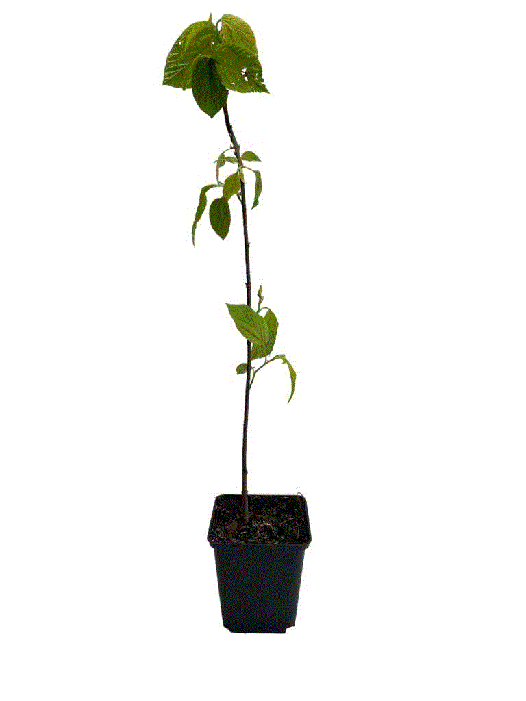 Arborele de Stafide Hovenia Dulcis - Puiet aclimatizat, 60-90 cm