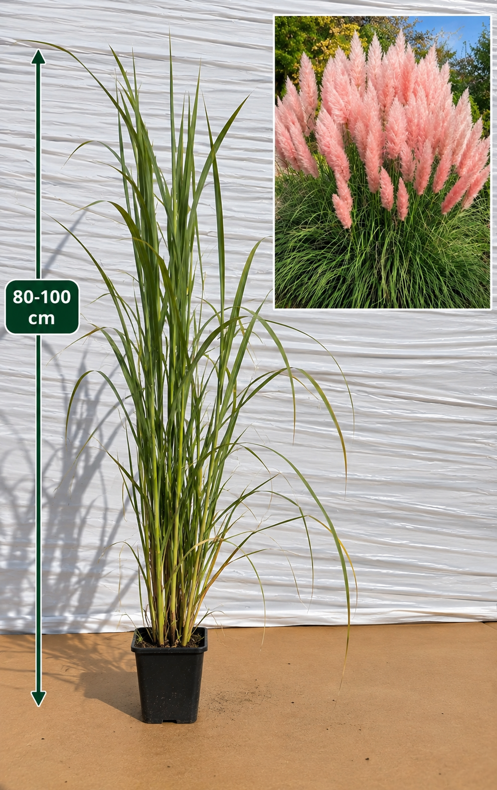 Iarbă de Pampas Roz (Cortaderia Selloana Rose) - Tufă 60-100 cm