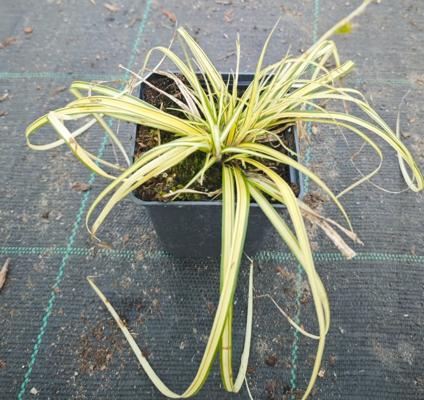 Iarbă Ornamentală Carex Evergold (Oshimensis) - Tufă la ghiveci