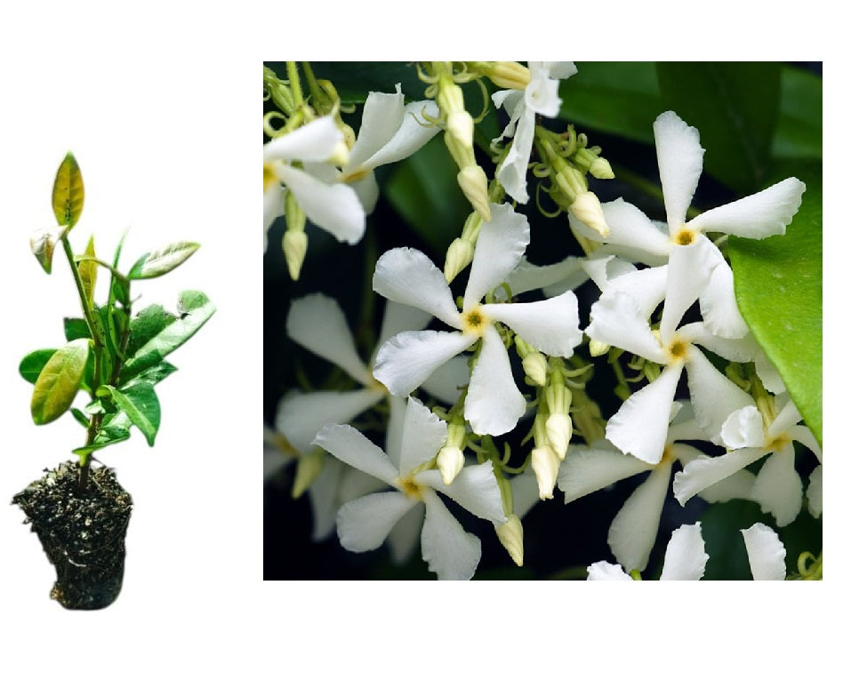 Iasomie Stelată Veșnic Verde (Trachelospermum) - Liană 5-10 cm