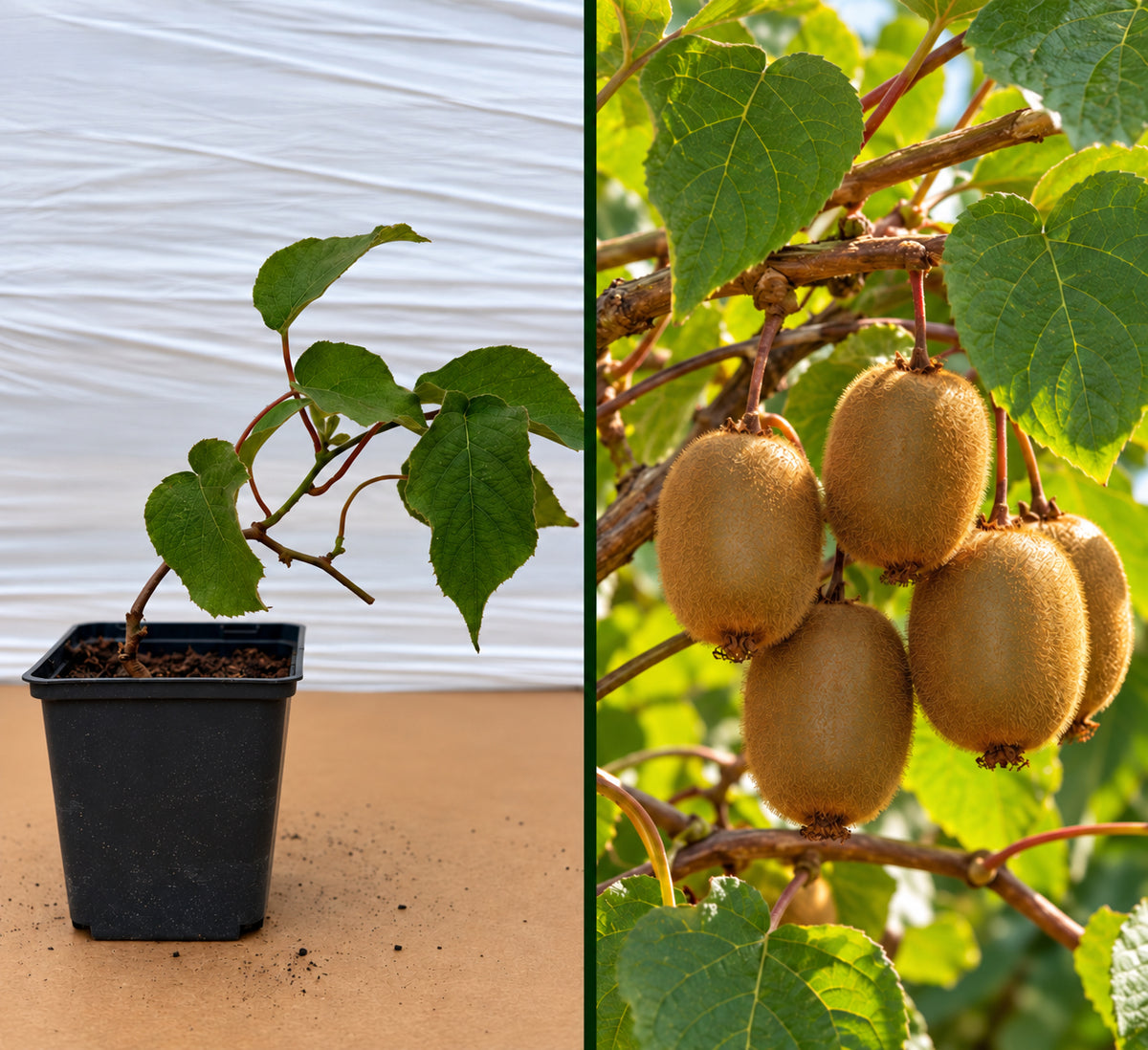 Kiwi Jenny Autofertil (Actinidia Deliciosa) - Butaș la ghiveci, 15-25 cm