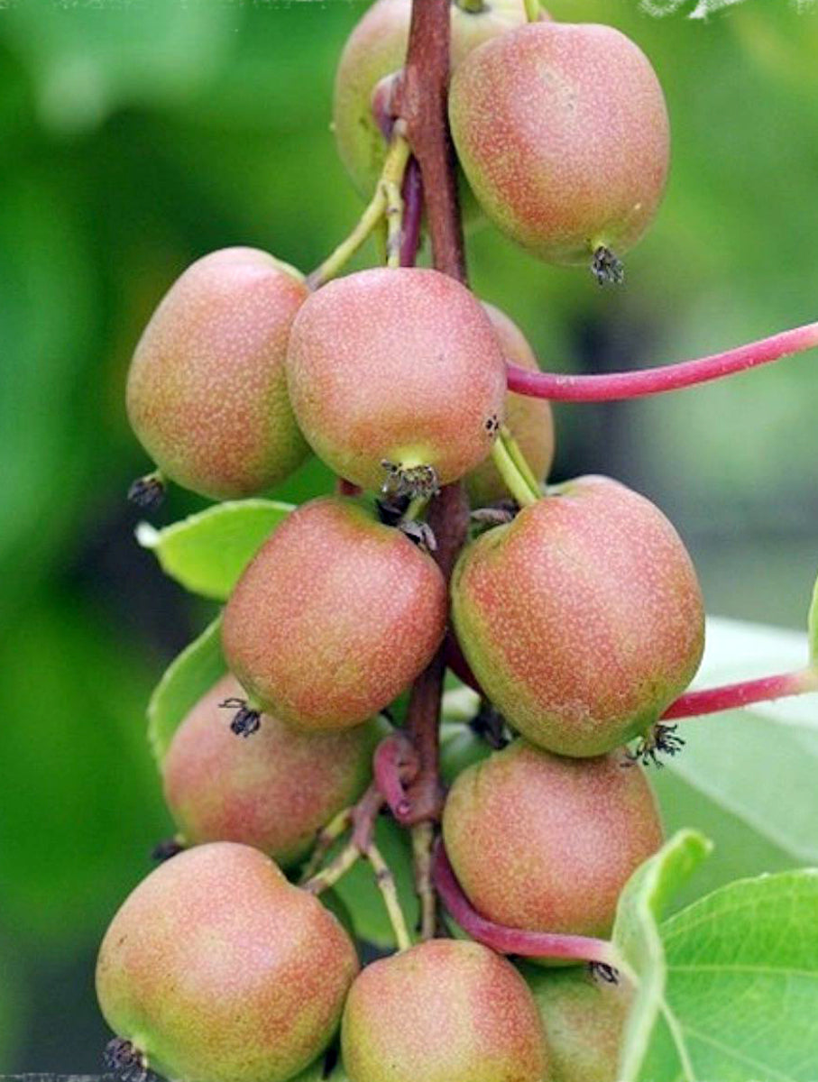 Mini Kiwi Geneva (Actinidia Arguta) - Butaș productiv 2 ani la ghiveci