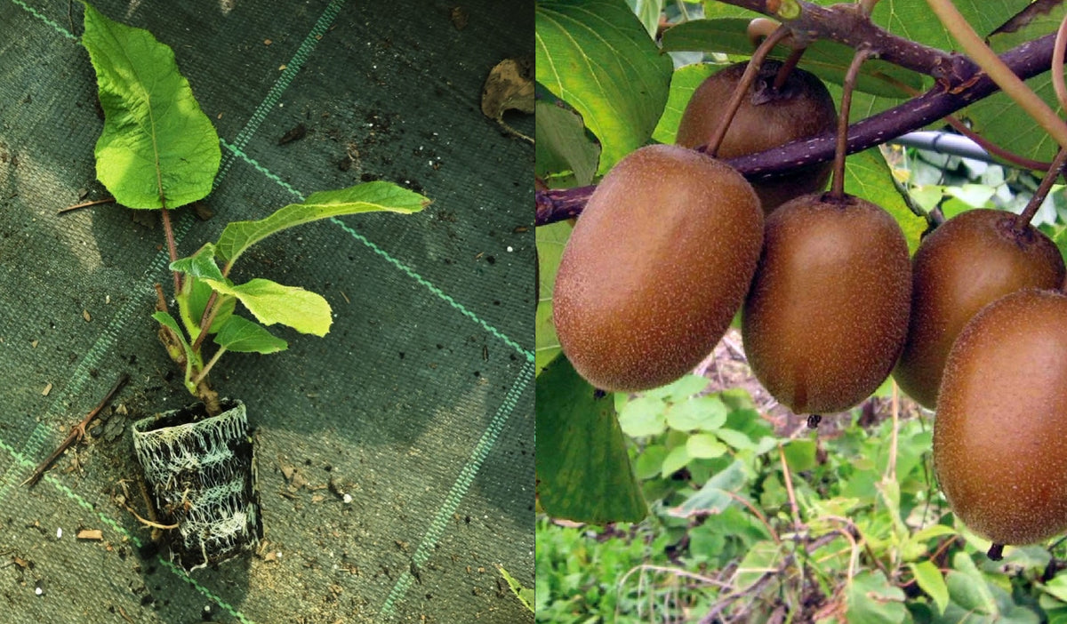 Kiwi Hayward Femelă (Actinidia Deliciosa) - Butaș la tăviță, 5-10 cm