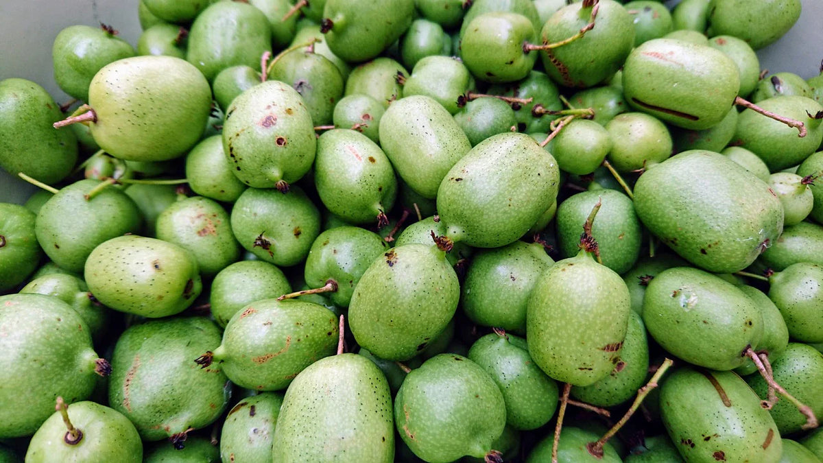 Mini Kiwi Kokuwa Autofertil (Actinidia Arguta) - Butaș 2 ani la ghiveci