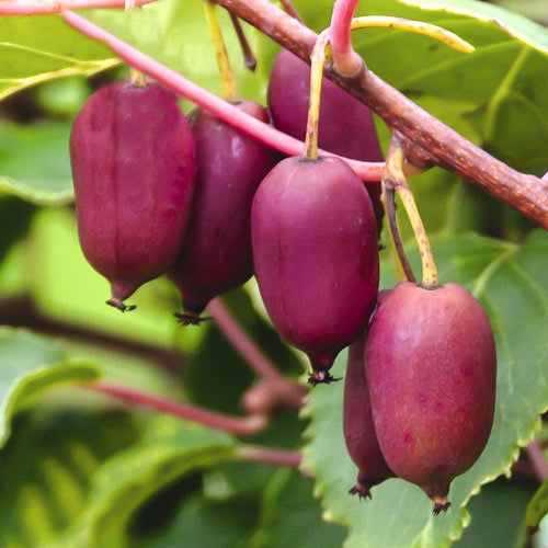 Mini Kiwi Scarlet September Fruct Roșu (Actinidia) - Butaș 2 ani