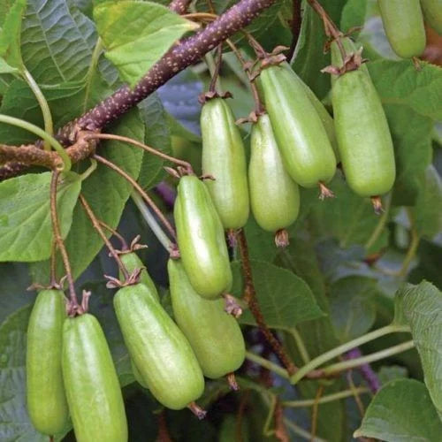 Mini Kiwi Vitakola (Actinidia Kolomikta) - Butaș vitaminizat 2 ani