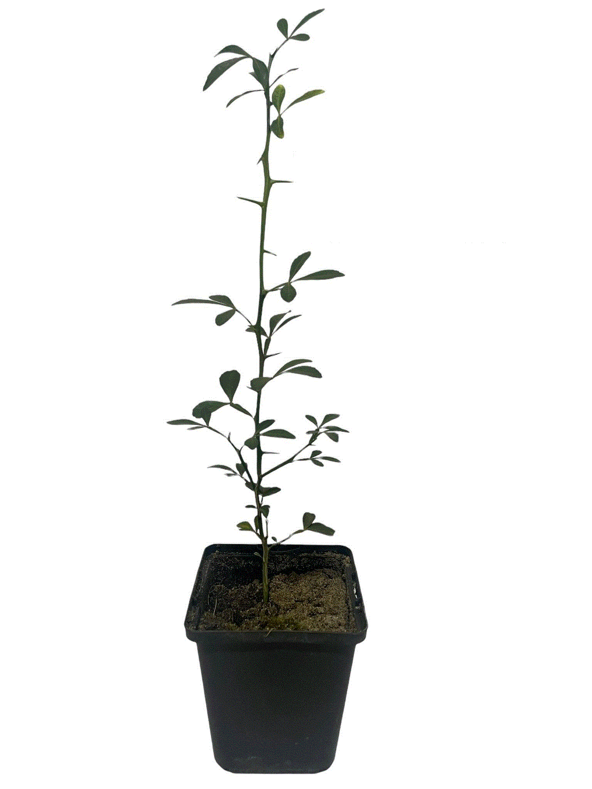 Lămâi Rezistent la Ger Poncirus Trifoliata - Pom anul 2, 30-50 cm