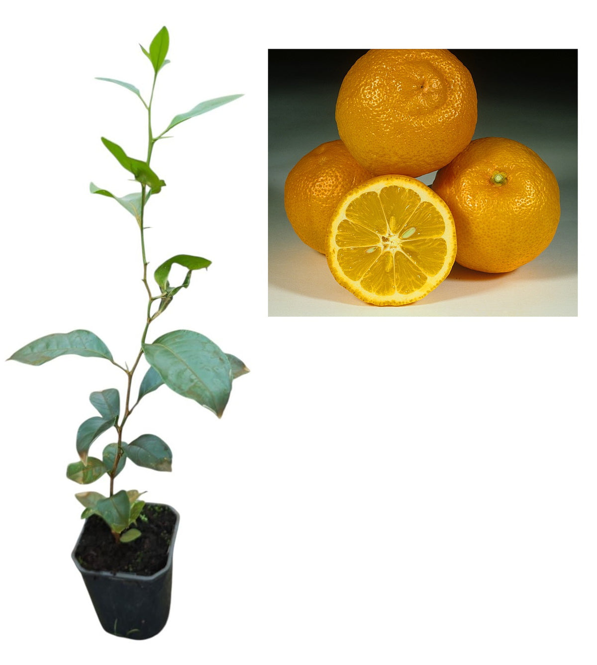 Lămâi Rezistent Volkamer (Citrus Volkameriana) - Pom 30-50 cm